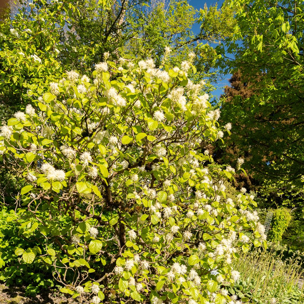 Fothergilla major - Grand Fothergilla