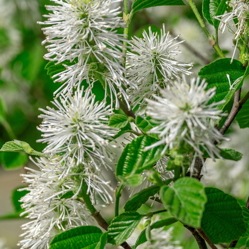 Fothergilla major - Grand Fothergilla