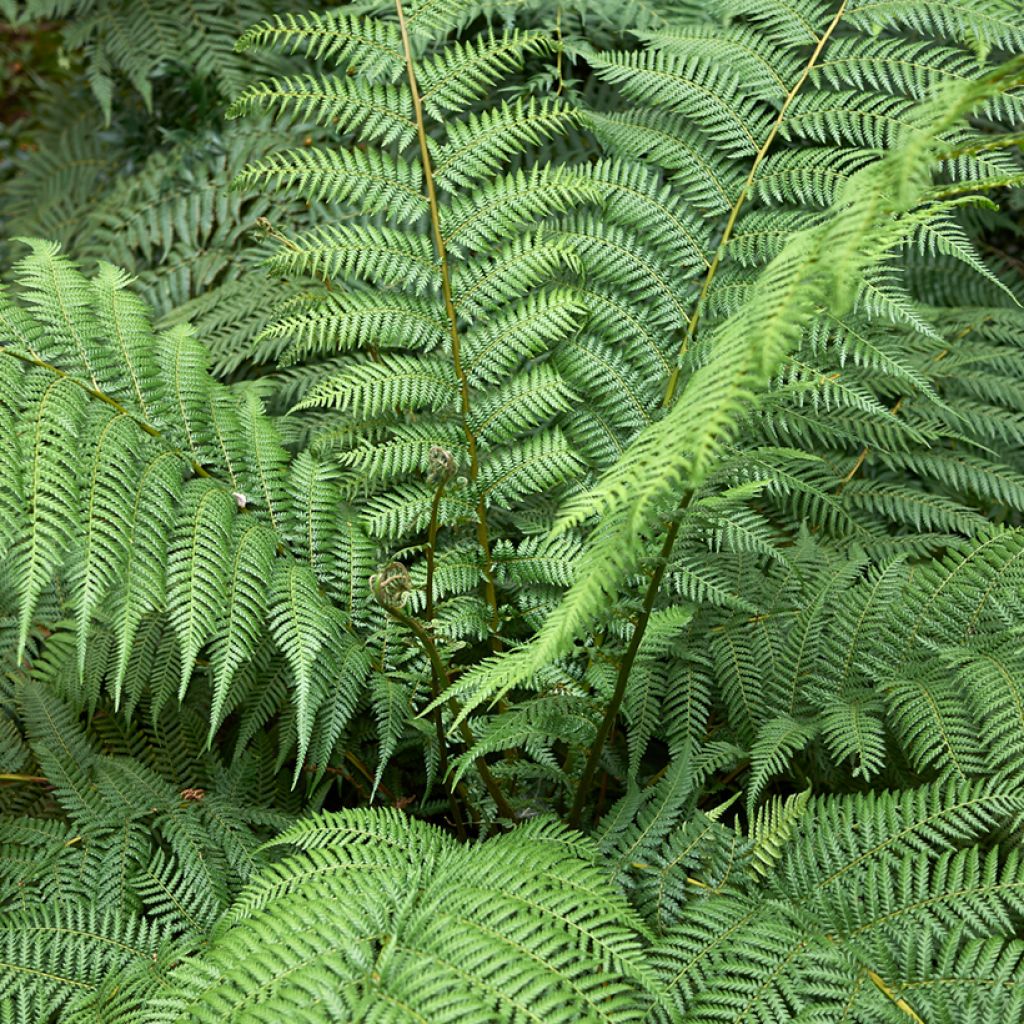 Fougère arborescente - Dicksonia antarctica