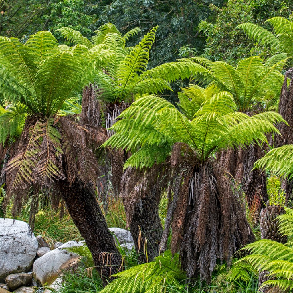 Fougère arborescente - Dicksonia antarctica