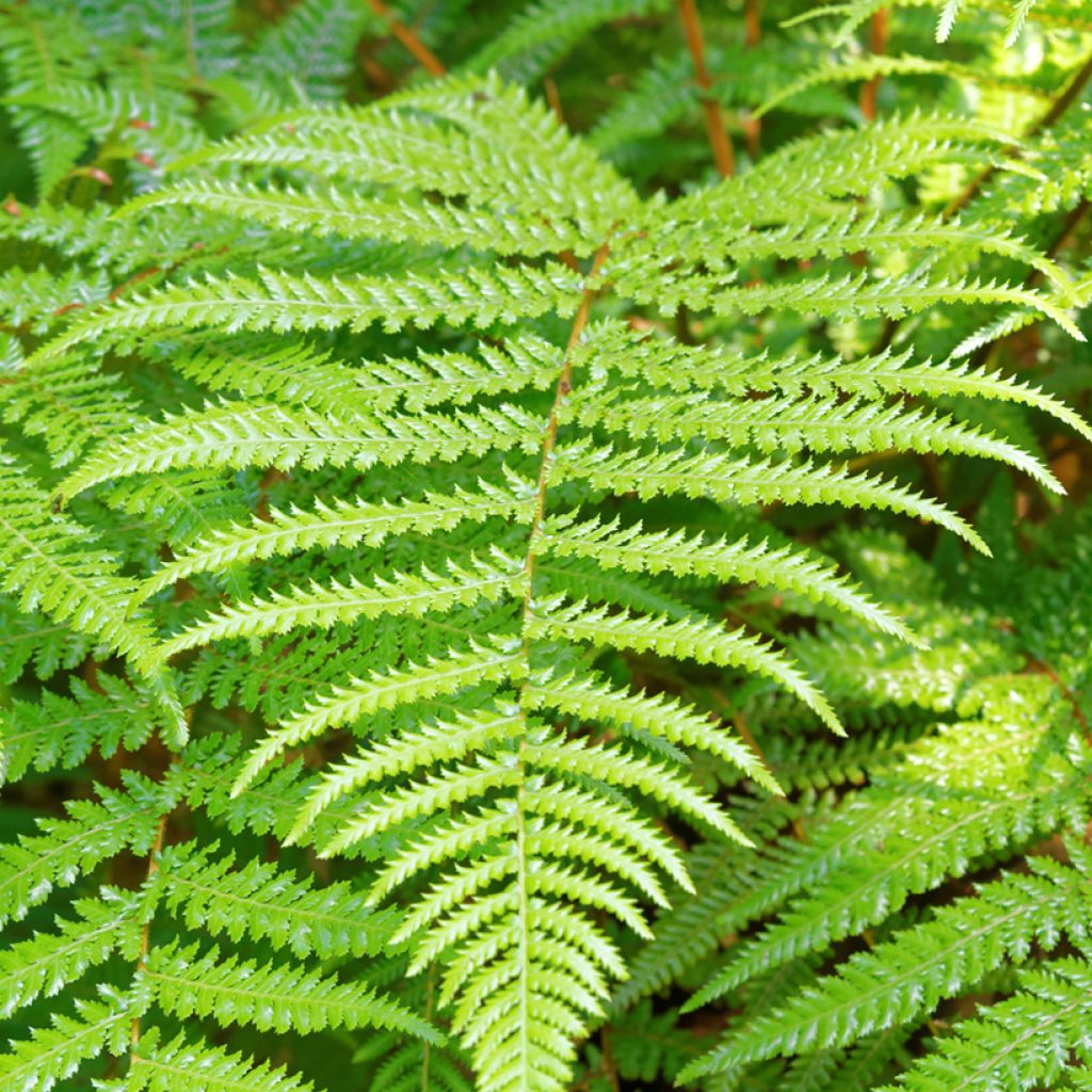 Fougère arborescente - Dicksonia fibrosa