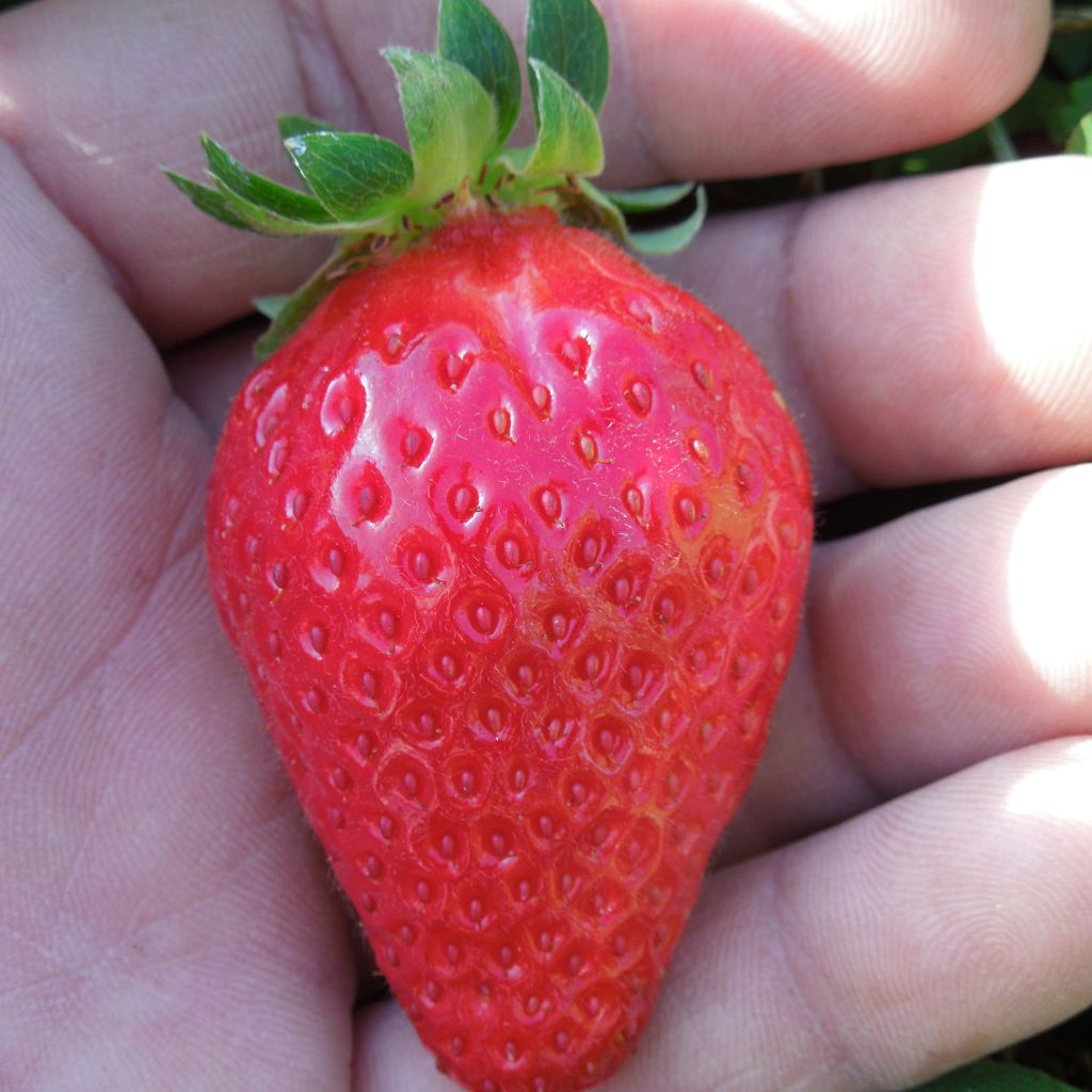 Fraisier Mariguette (remontant) en plants