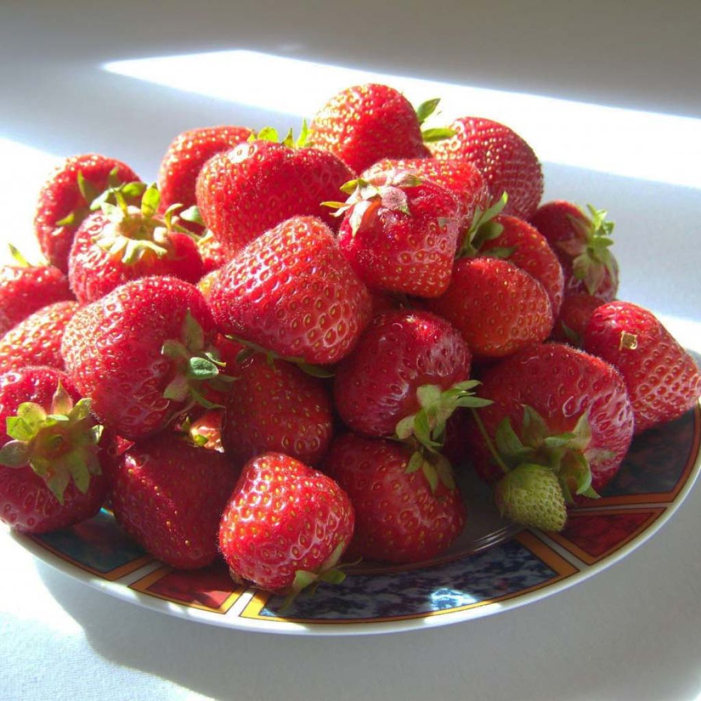 Fraisier Nova Gento (remontant)