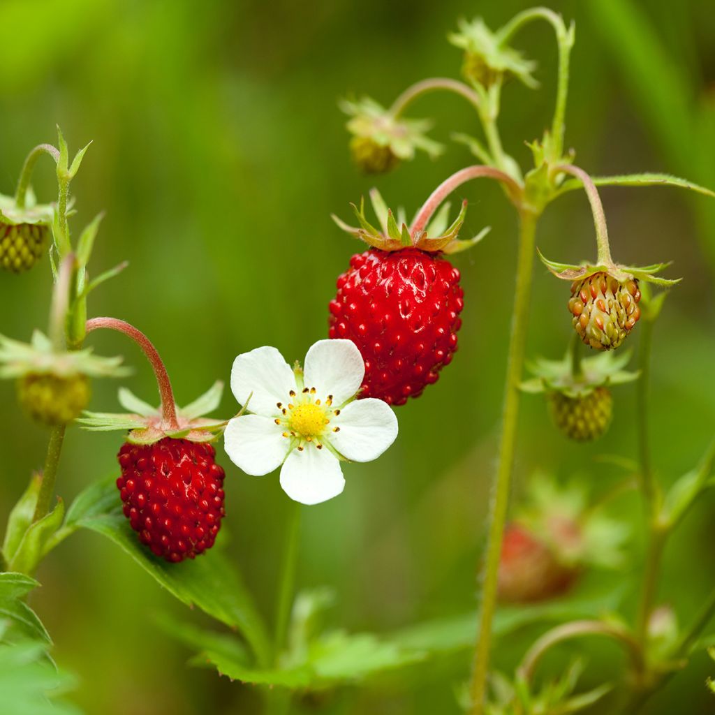 Fraisier des 4 saisons -  Fraise des bois
