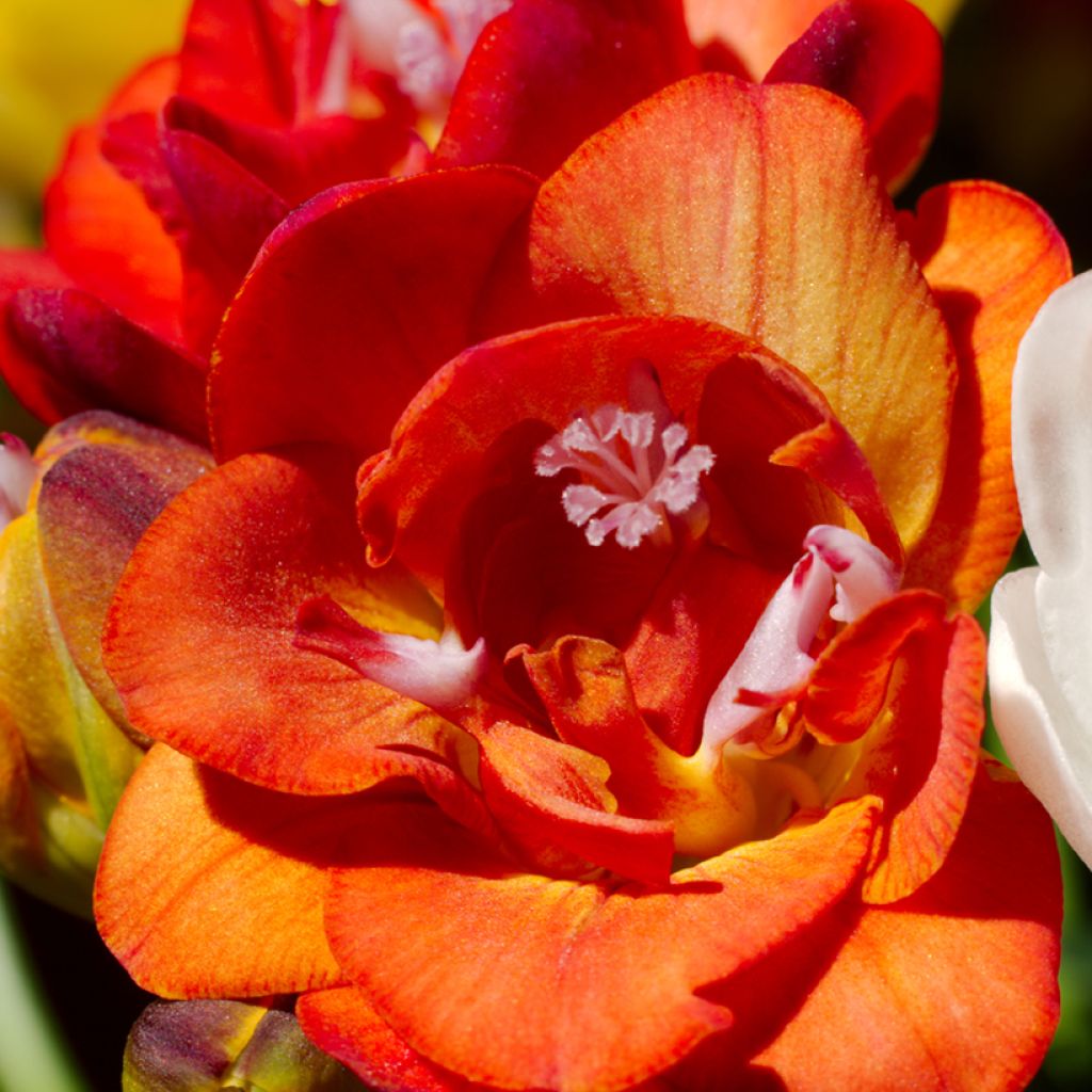 Freesia double Rouge - Muguet du Cap