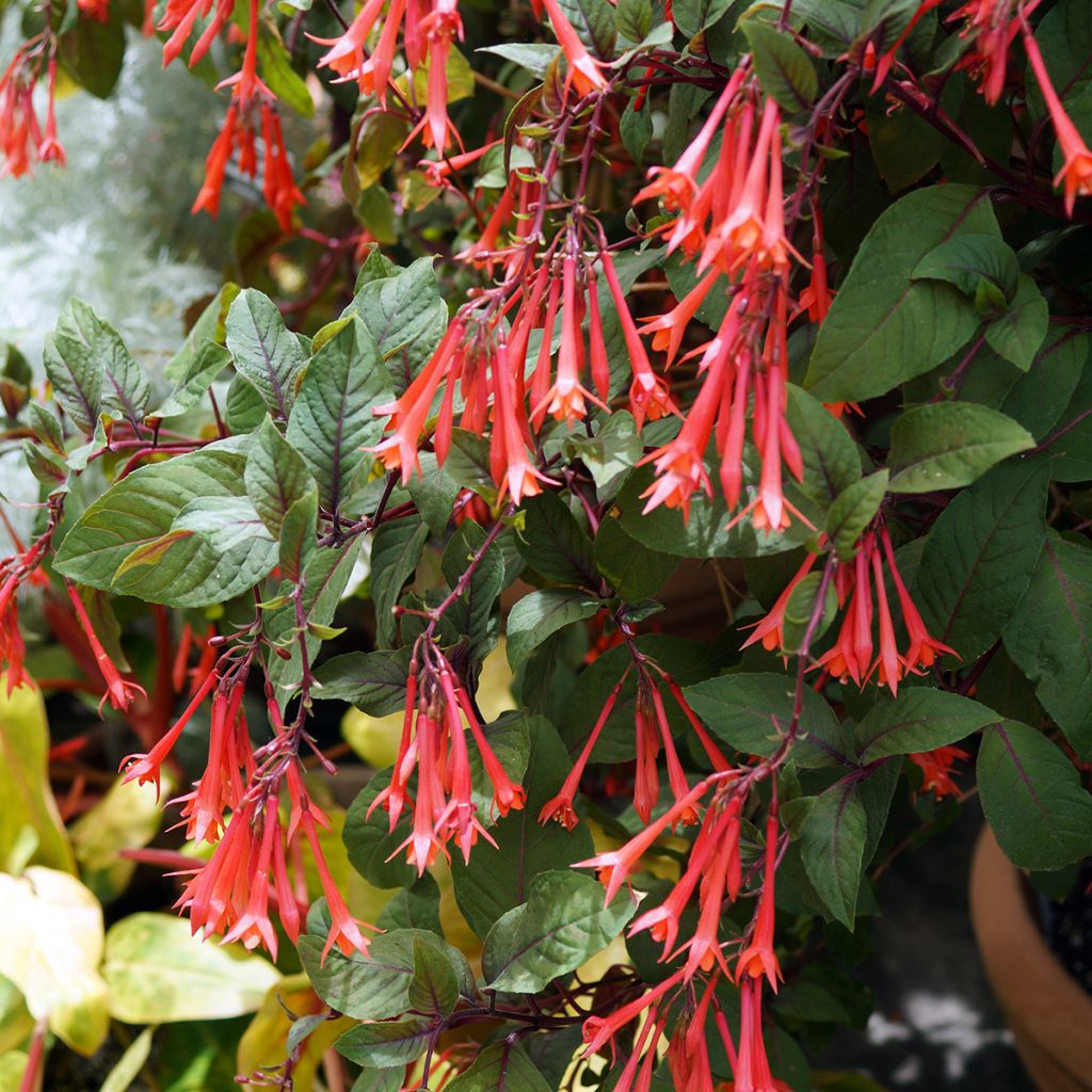 Fuchsia Bush Gartenmeister Bonstedt