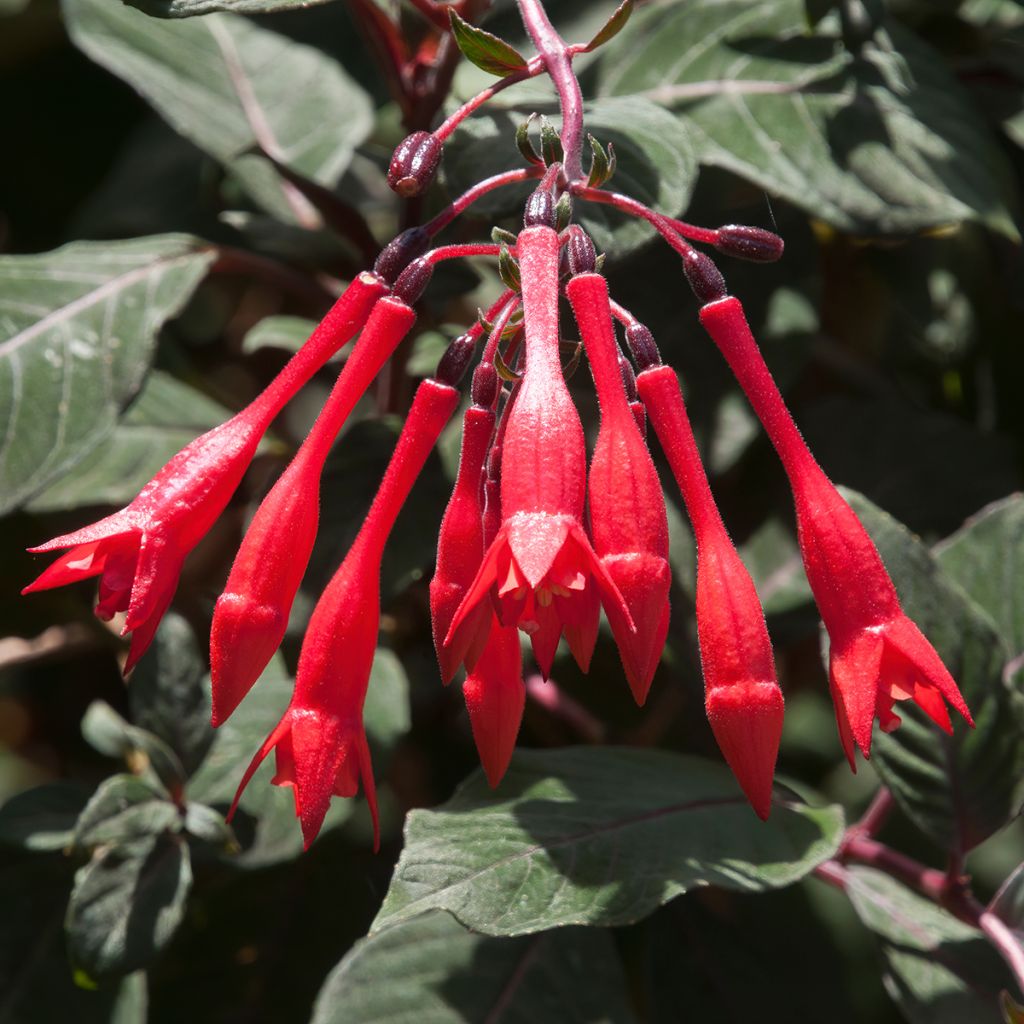 Fuchsia Bush Gartenmeister Bonstedt