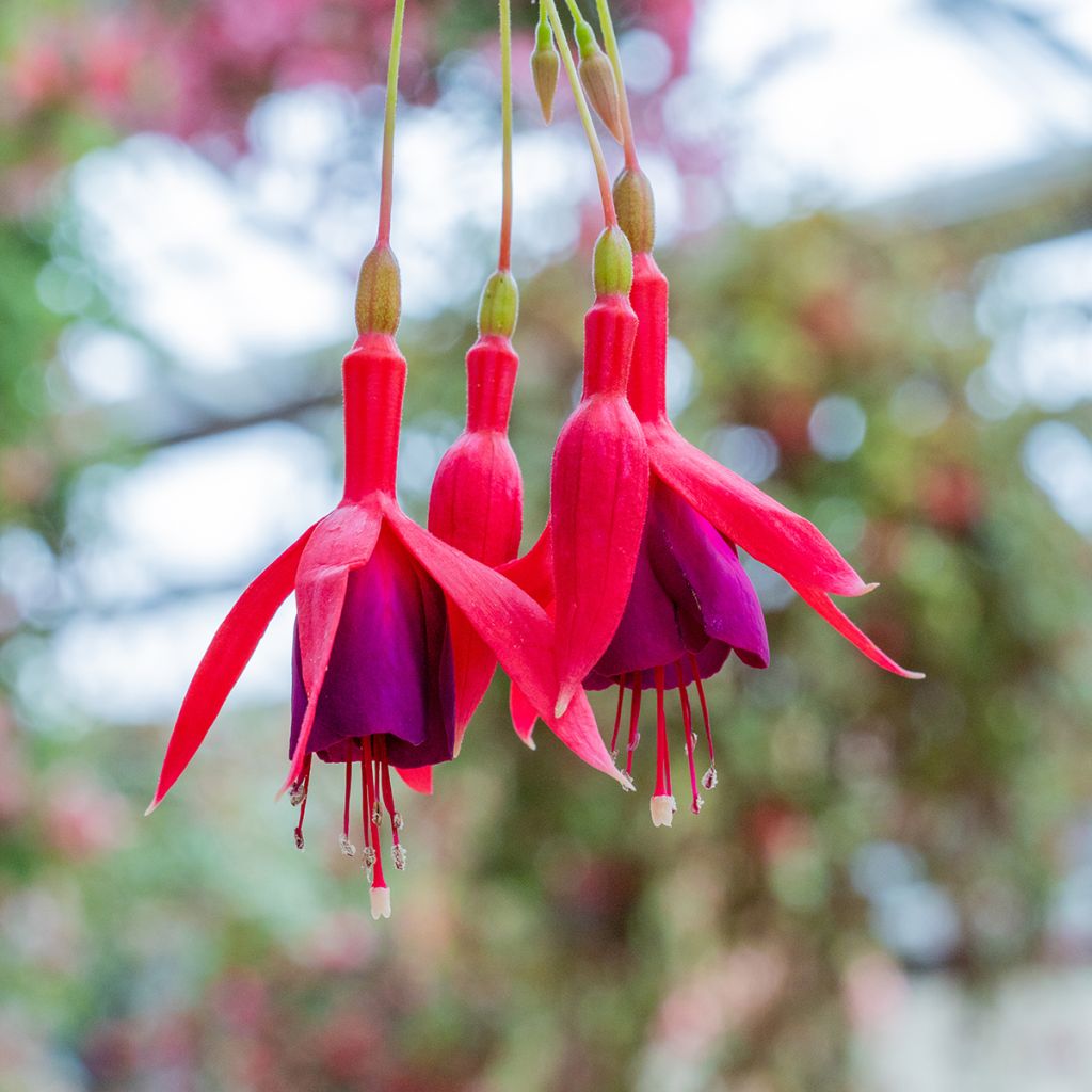 Fuchsia Genii 