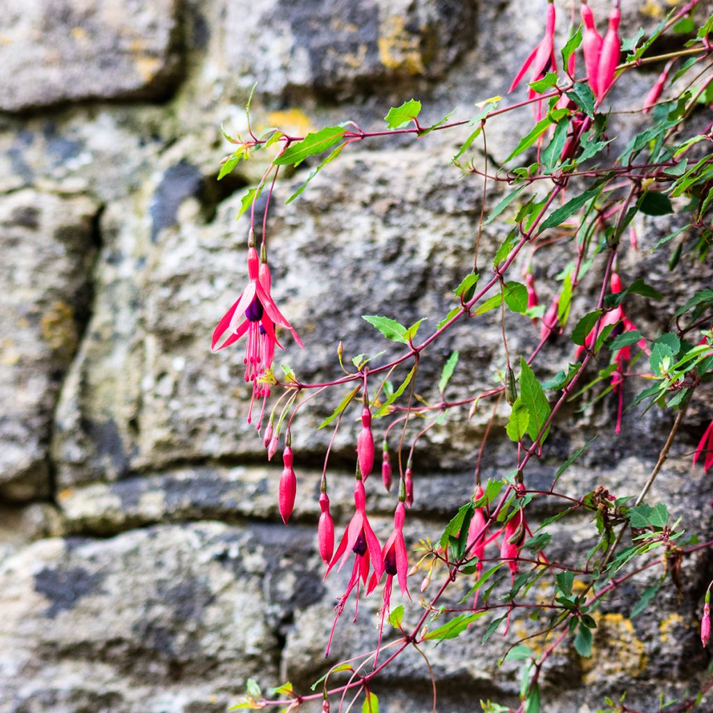 Fuchsia rustique Mrs Popple