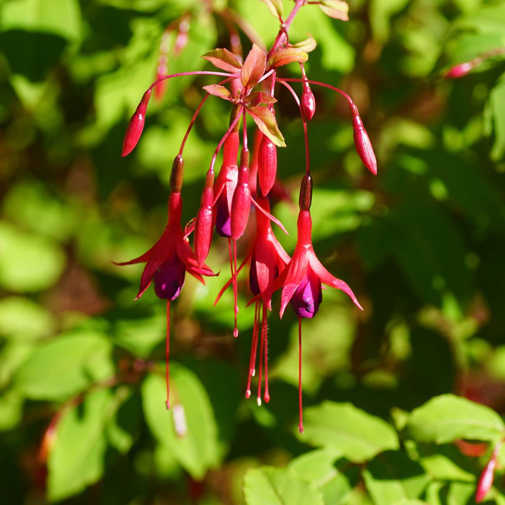 Fuchsia magellanica Riccartonii - Fuchsia de Magellan