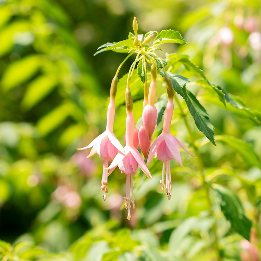 Fuchsia rustique Whiteknights Pearl
