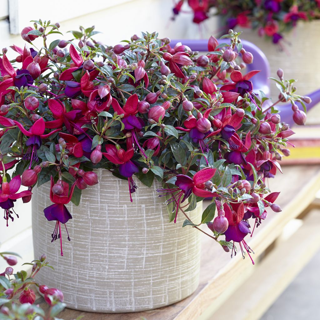 Fuchsia Bella Soila