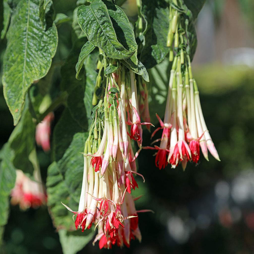 Fuchsia boliviana Alba - Fuchsia de Bolivie