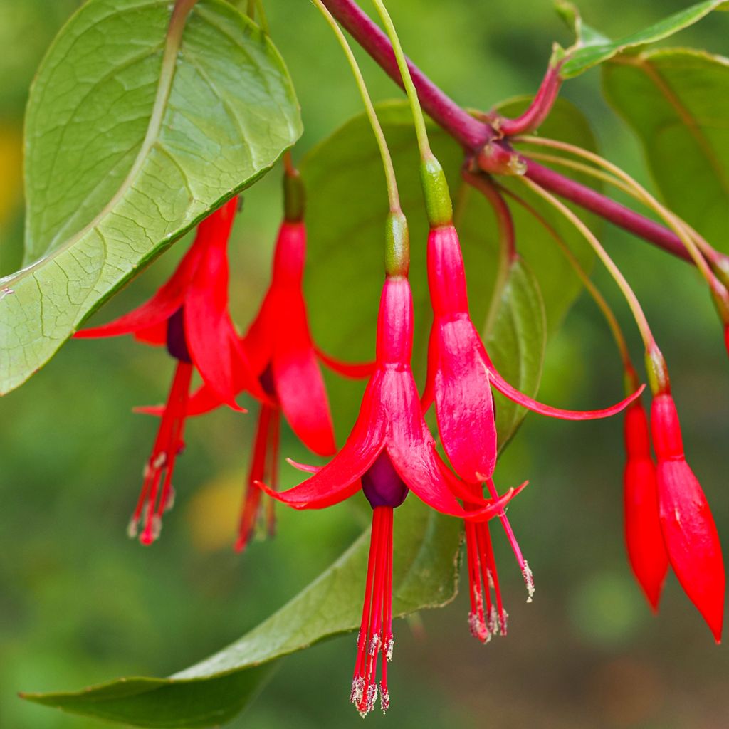 Fuchsia hatschbachii - Fuchsia de Hatschbach
