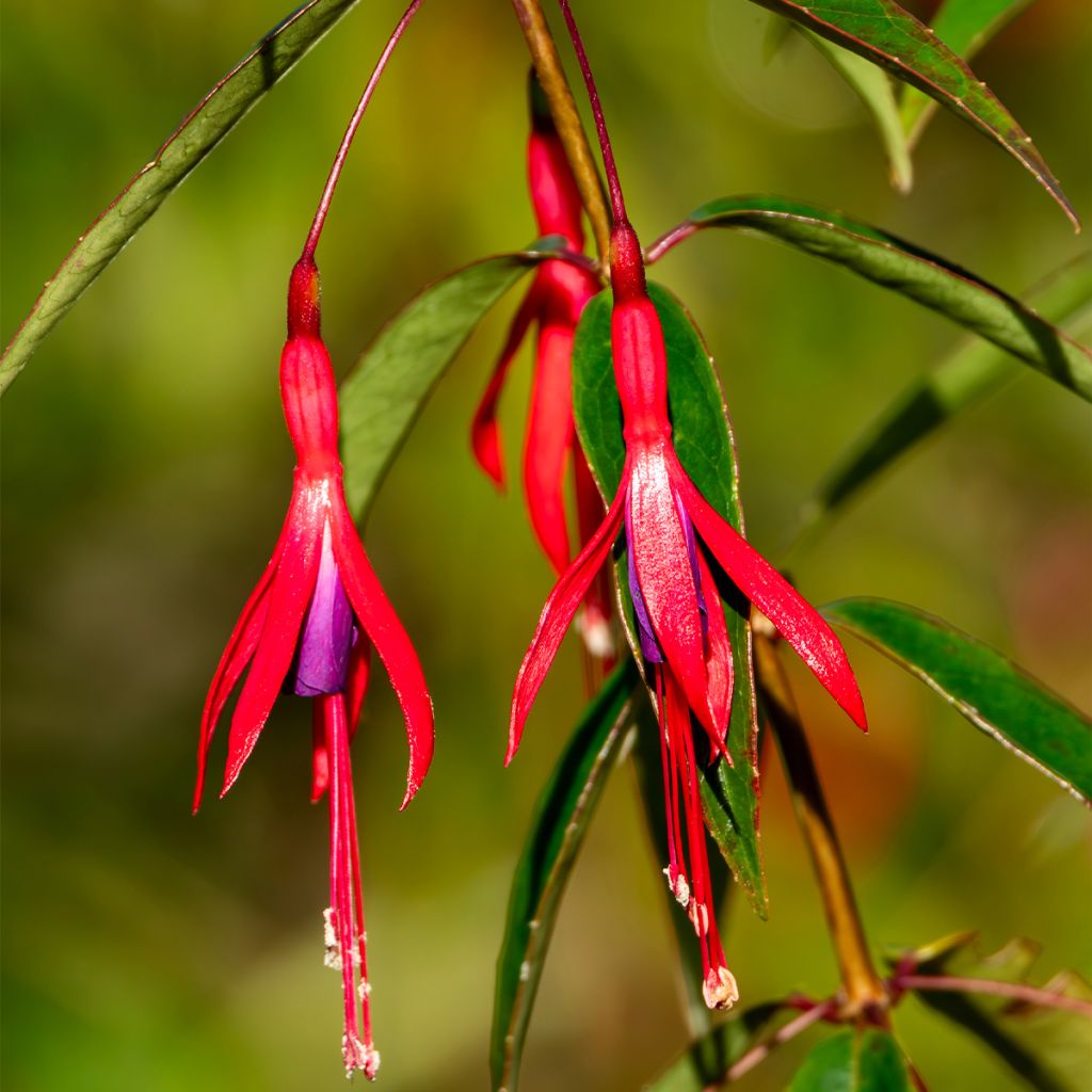Fuchsia hatschbachii - Fuchsia de Hatschbach