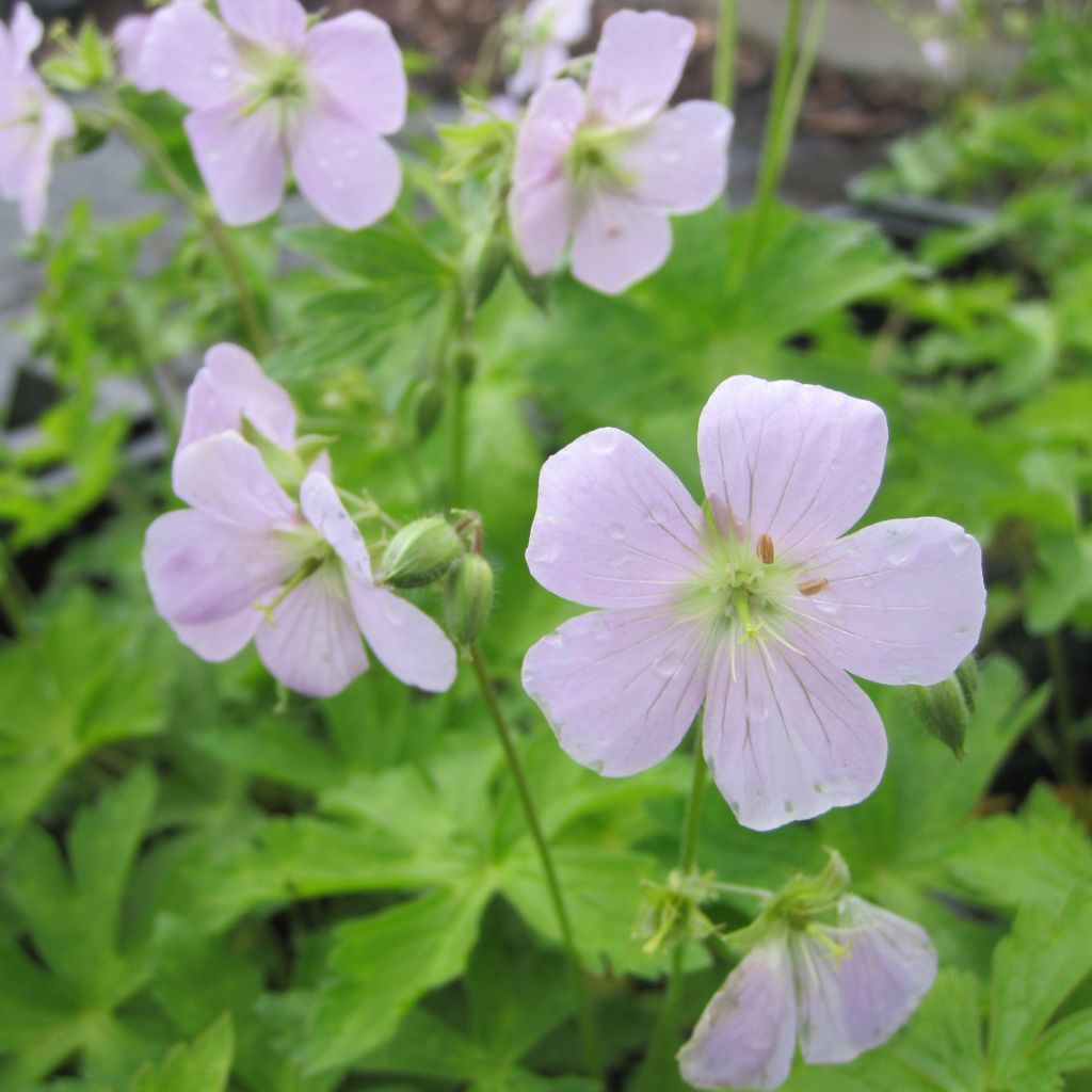 Géranium vivace Chatto - Geranium maculatum