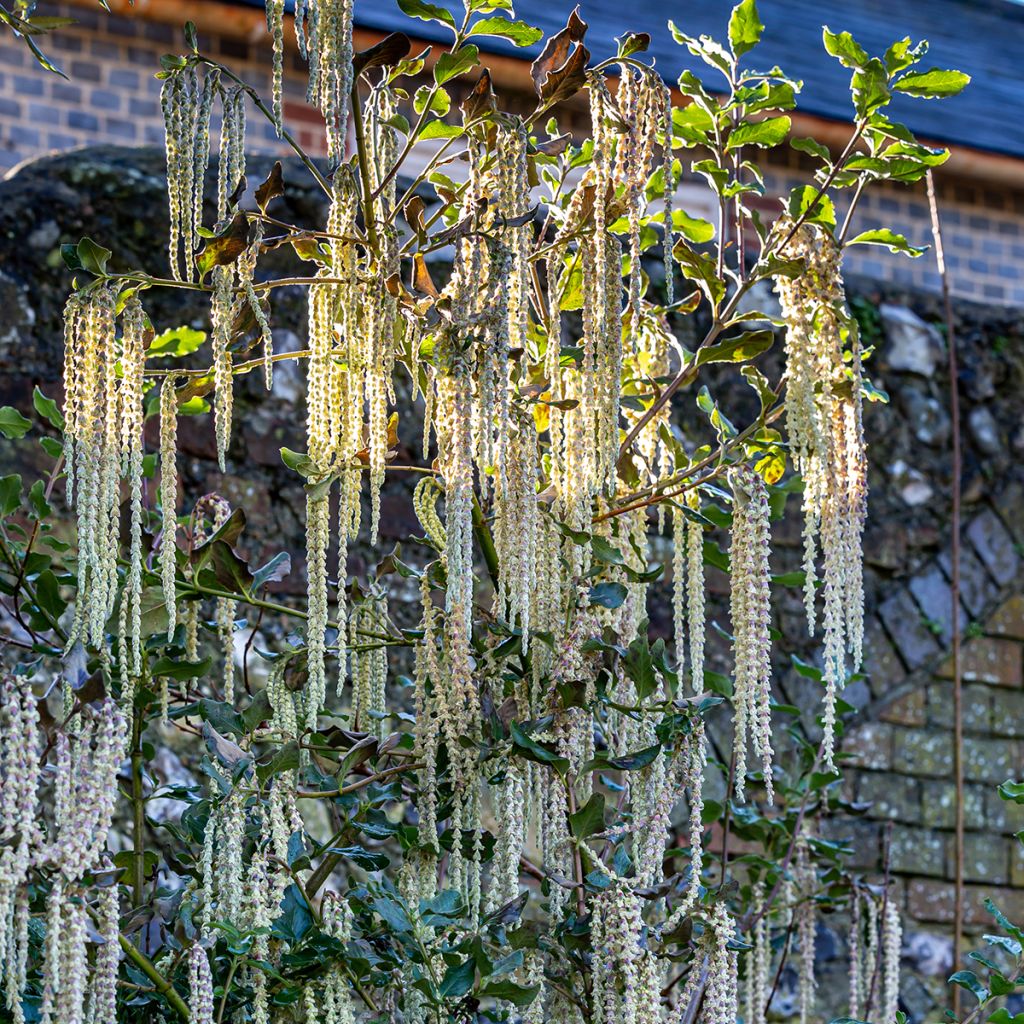 Garrya elliptica - Garrya à feuilles elliptiques