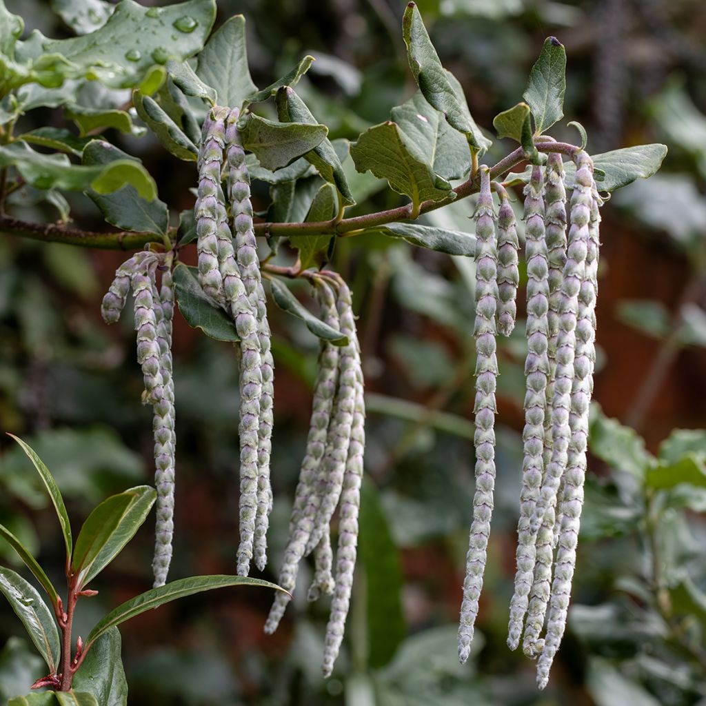 Garrya elliptica James Roof