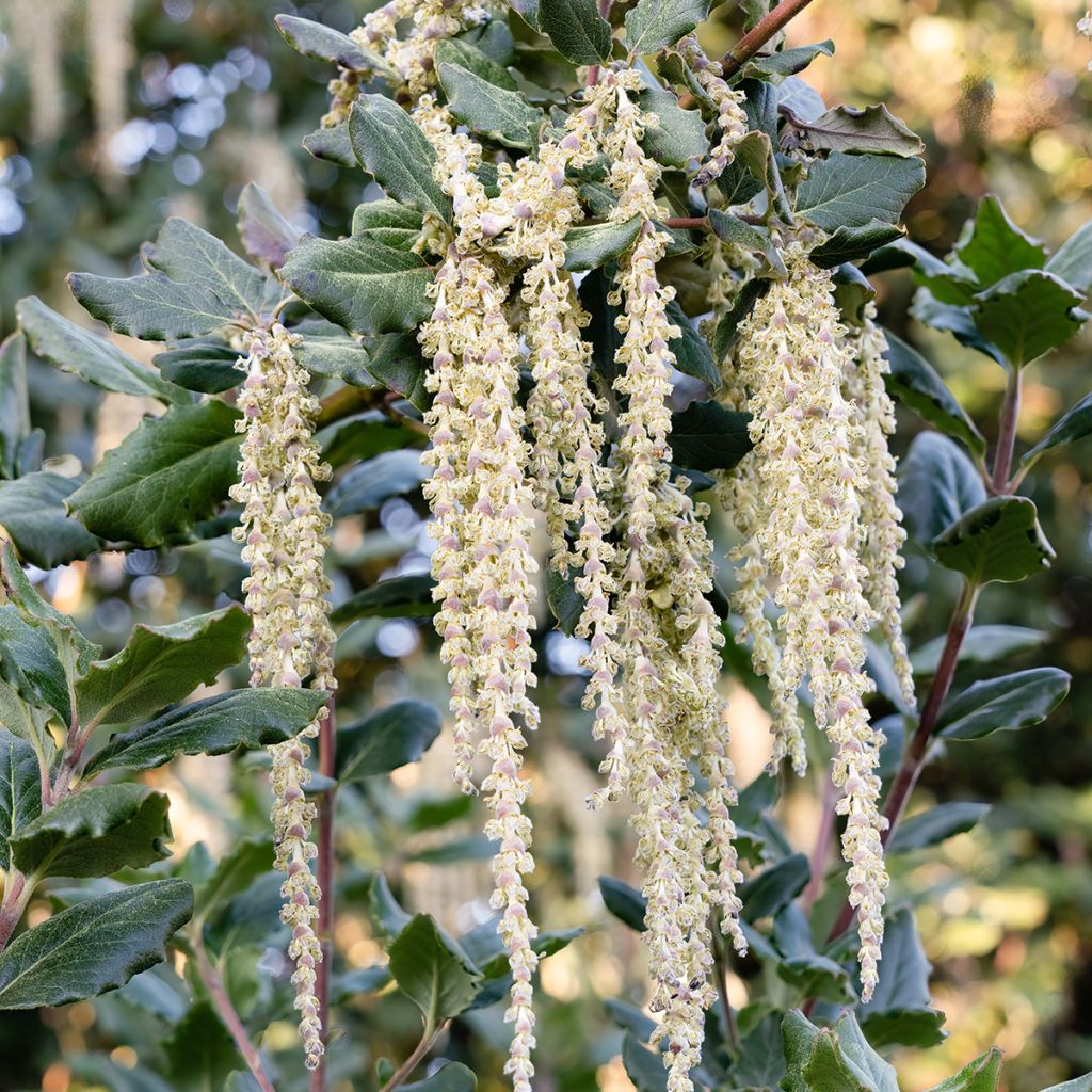 Garrya elliptica James Roof