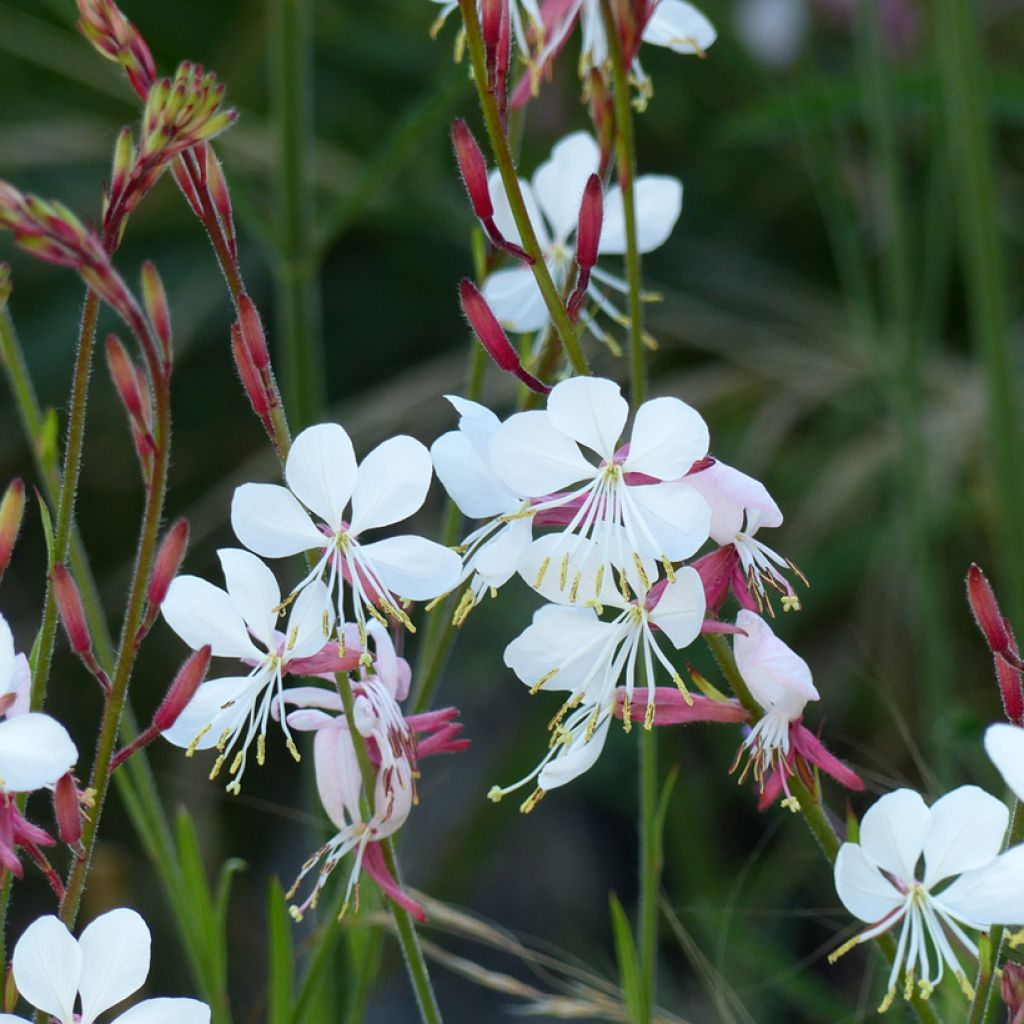 Graines de Gaura lindheimerii The Bride