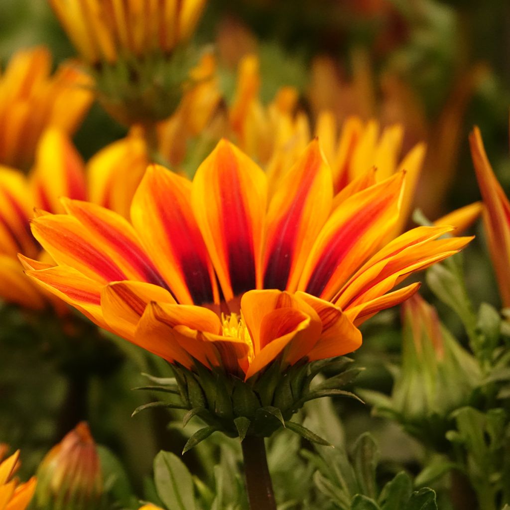 Graines de Gazania Zany F1 Orange Flame