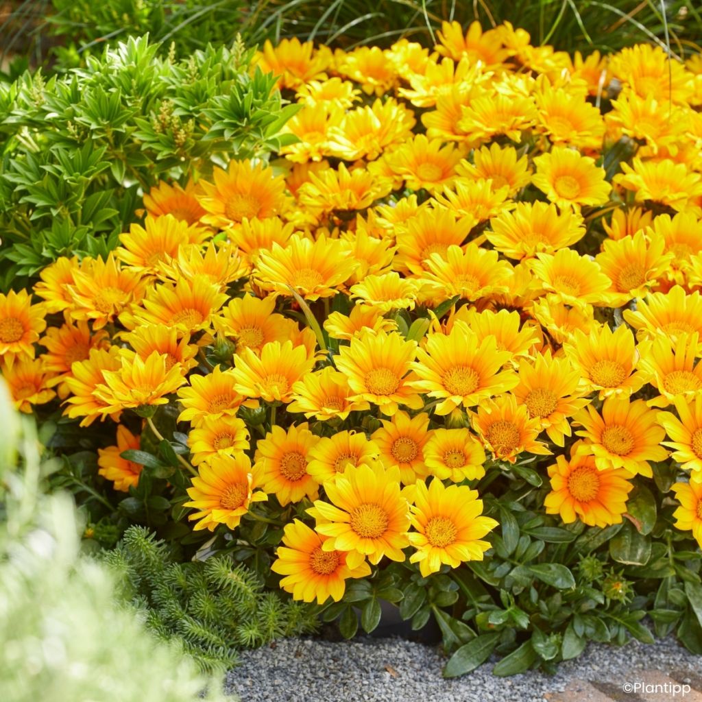 Gazania Suncarpet