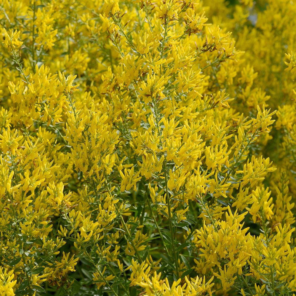 Genista tinctoria - Genêt des teinturiers