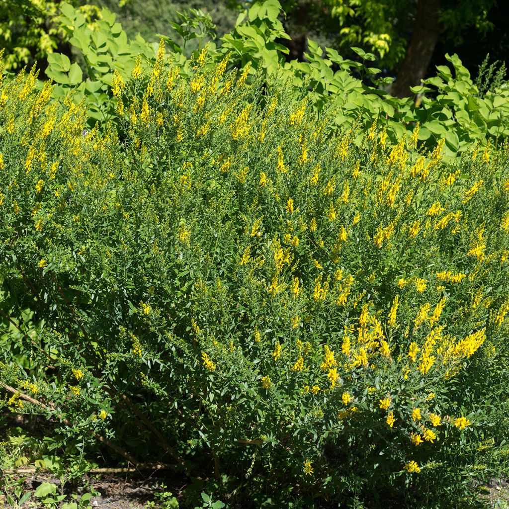Genista tinctoria - Genêt des teinturiers