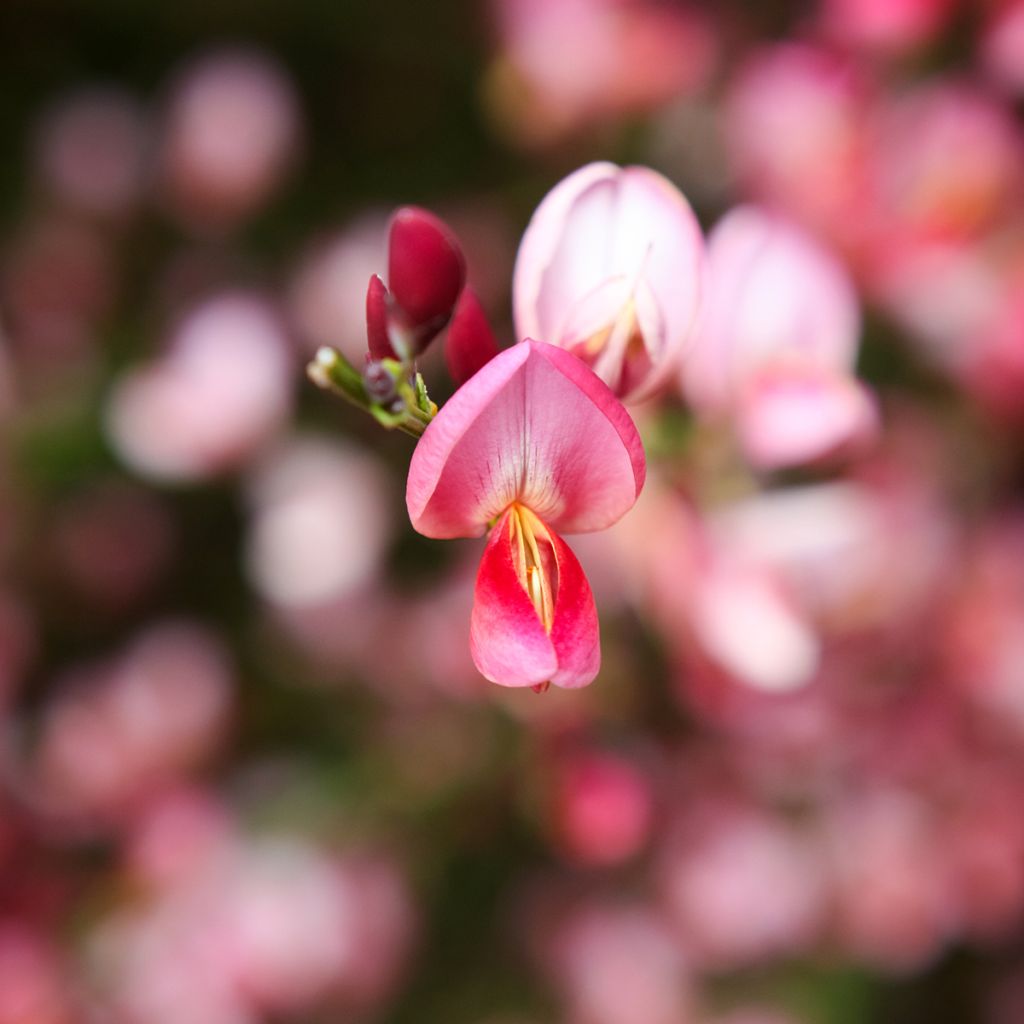 Genêt - Cytisus Hollandia