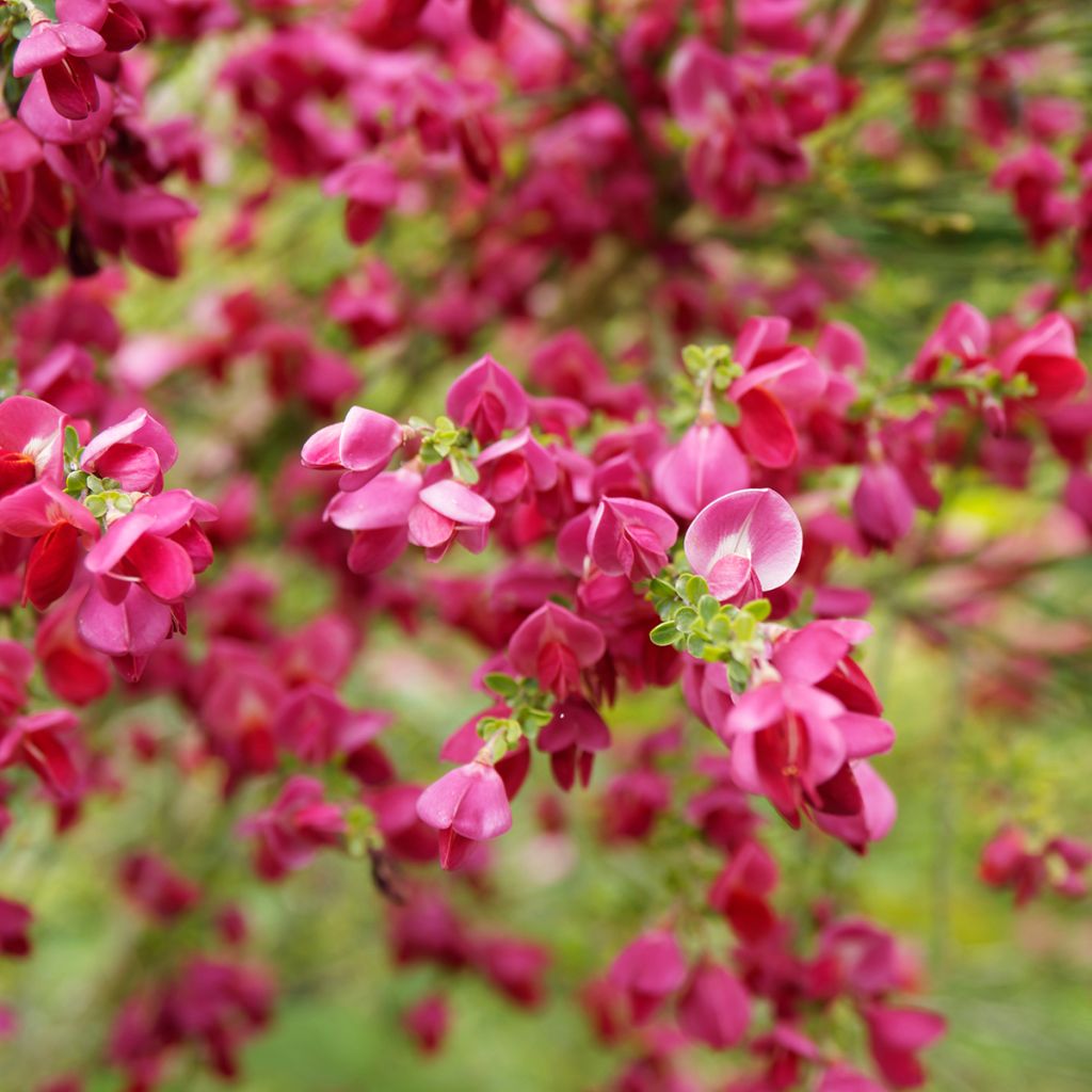 Genêt à balais - Cytisus Boskoop Ruby