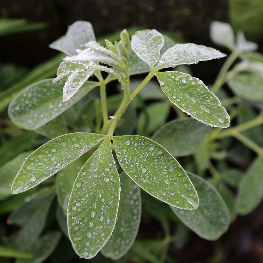 Genêt ananas - Cytisus battandieri