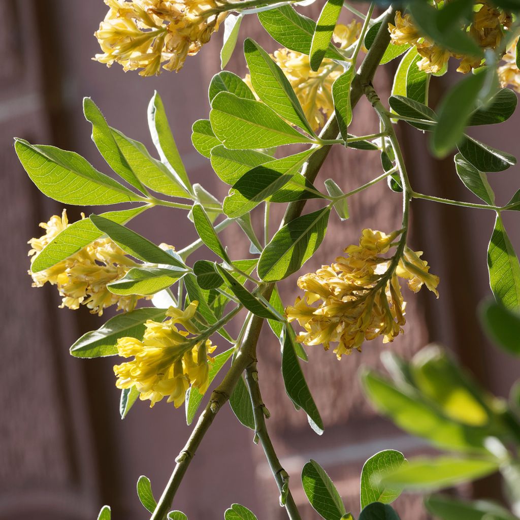 Genêt ananas - Cytisus battandieri