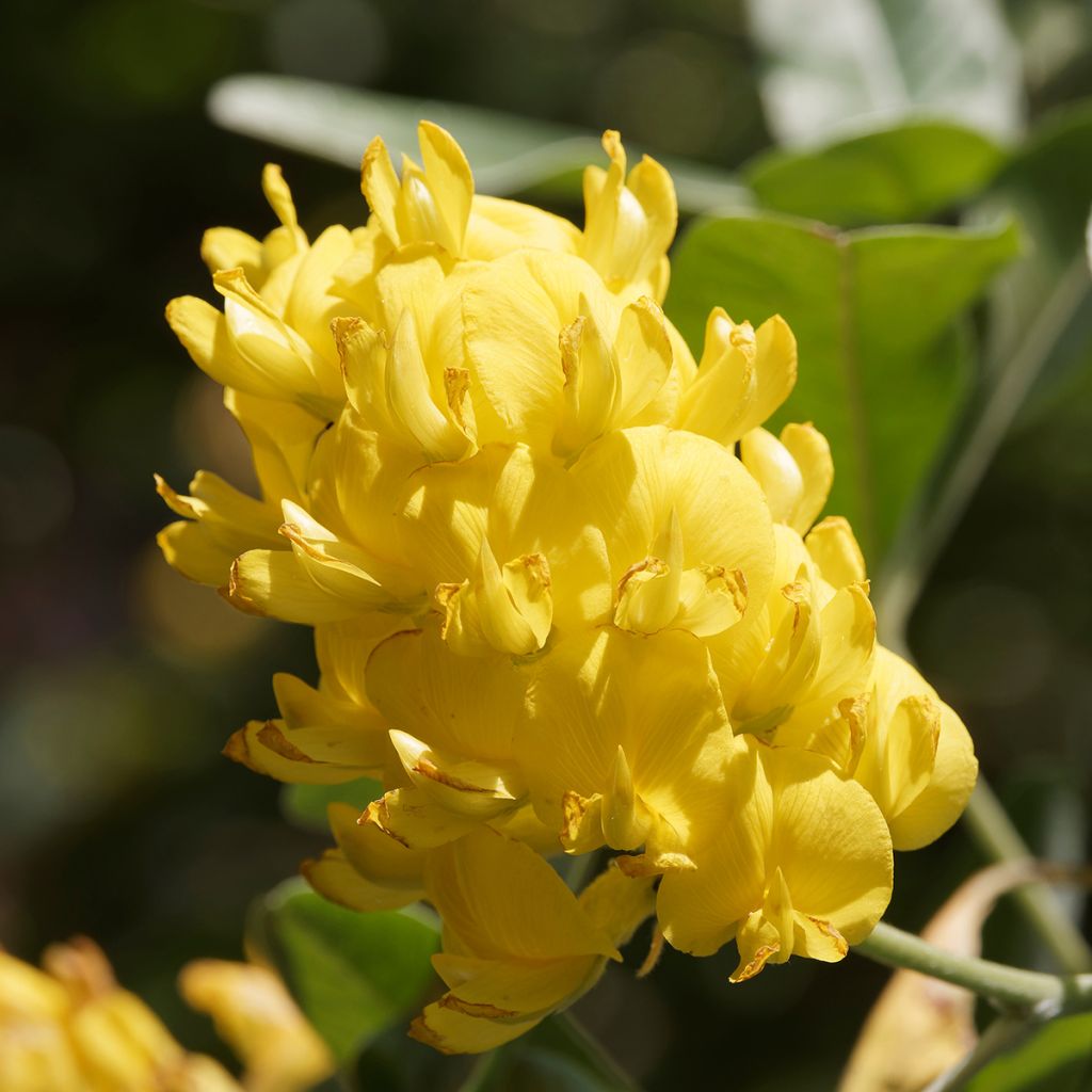 Genêt ananas - Cytisus battandieri