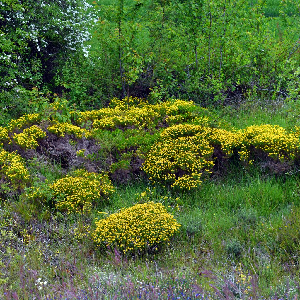 Genêt d'Espagne - Genista hispanica