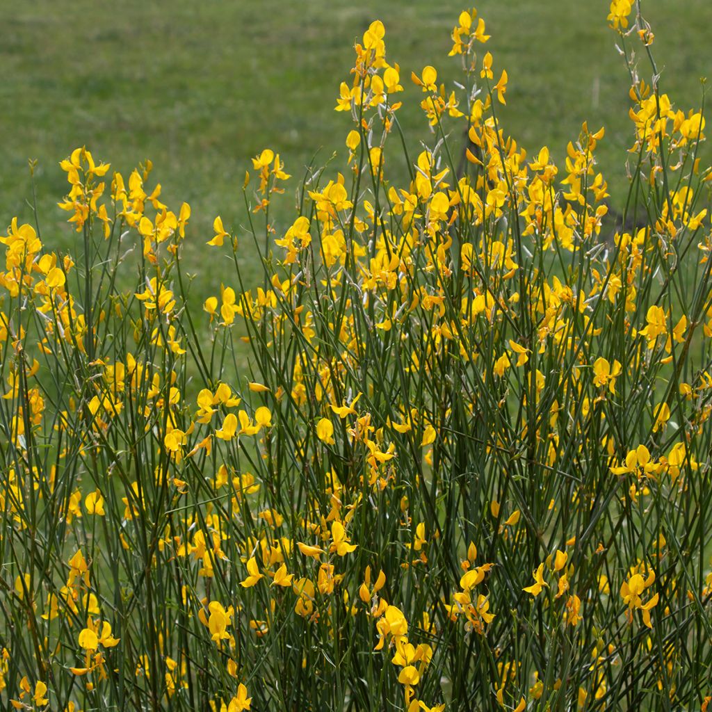 Genêt d'Espagne - Spartium junceum