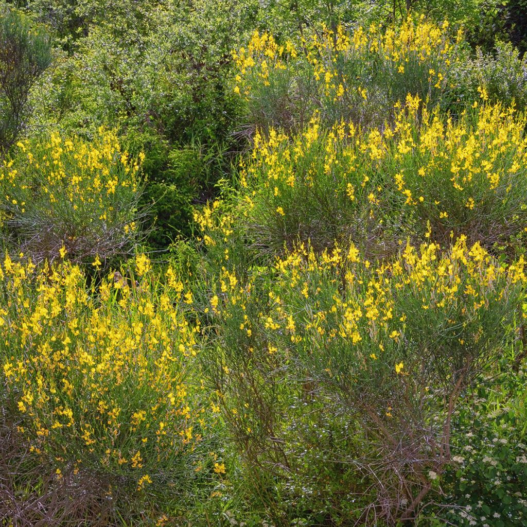 Genêt d'Espagne - Spartium junceum