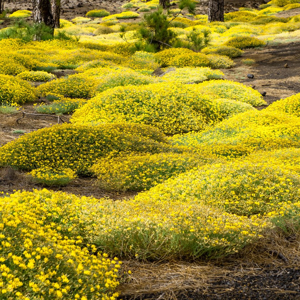 Genêt de Lydie - Genista lydia