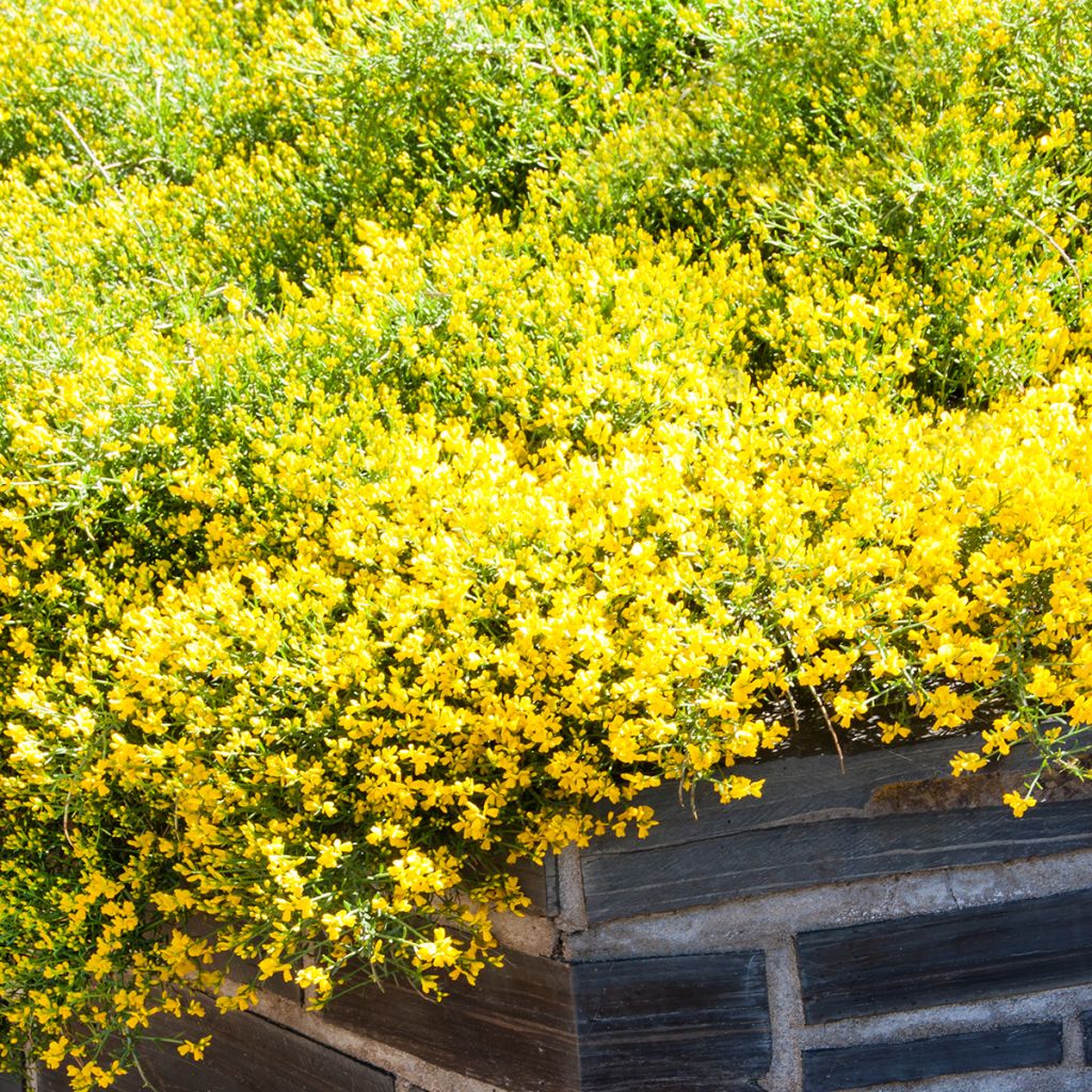 Genêt de Lydie - Genista lydia