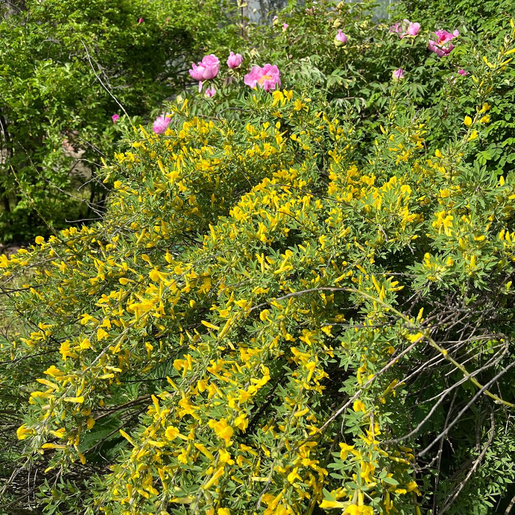 Genêt précoce - Cytisus praecox Allgold