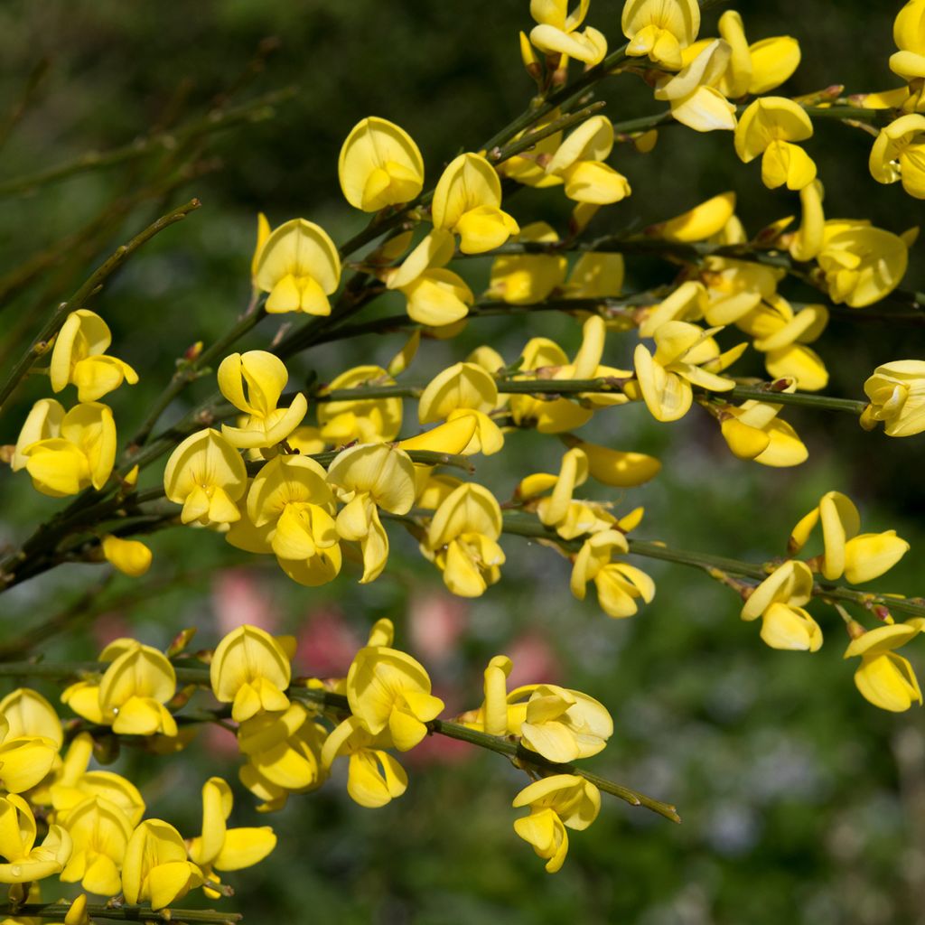 Genêt précoce - Cytisus praecox Allgold