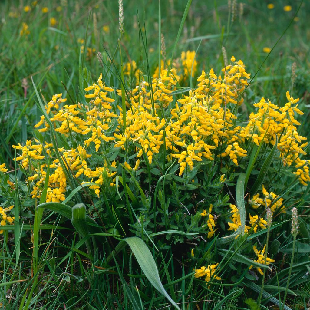 Genista tinctoria Royal Gold - Genêt des teinturiers