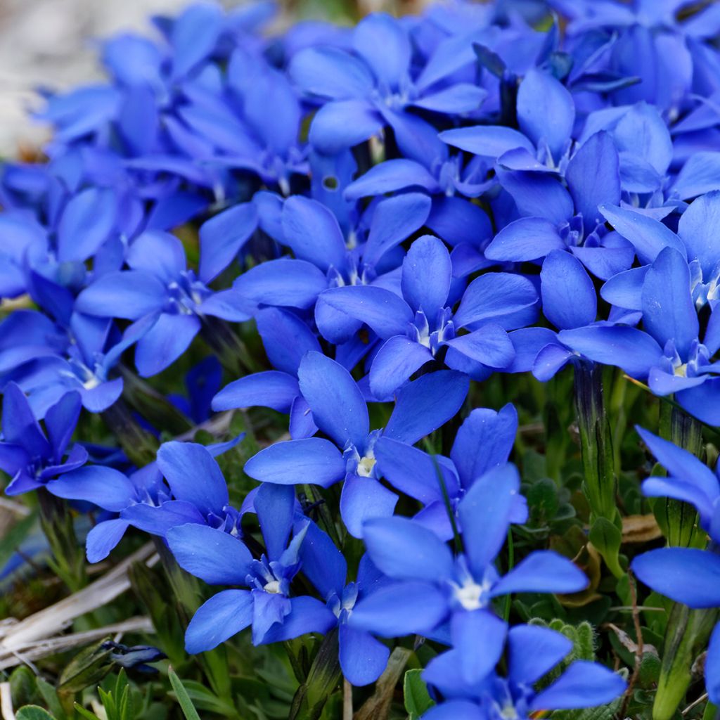 Gentiana verna - Gentiane de printemps