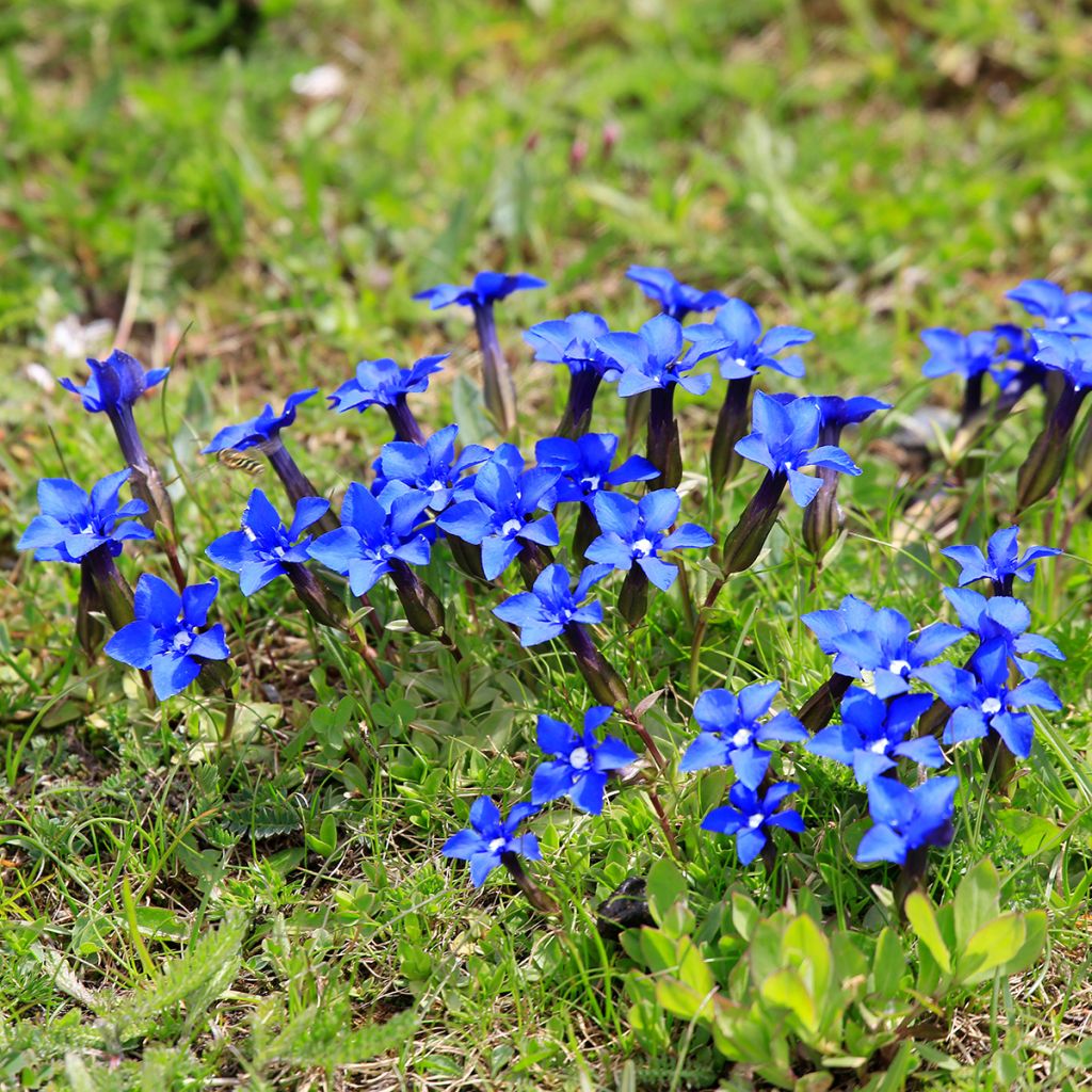 Gentiana verna - Gentiane de printemps