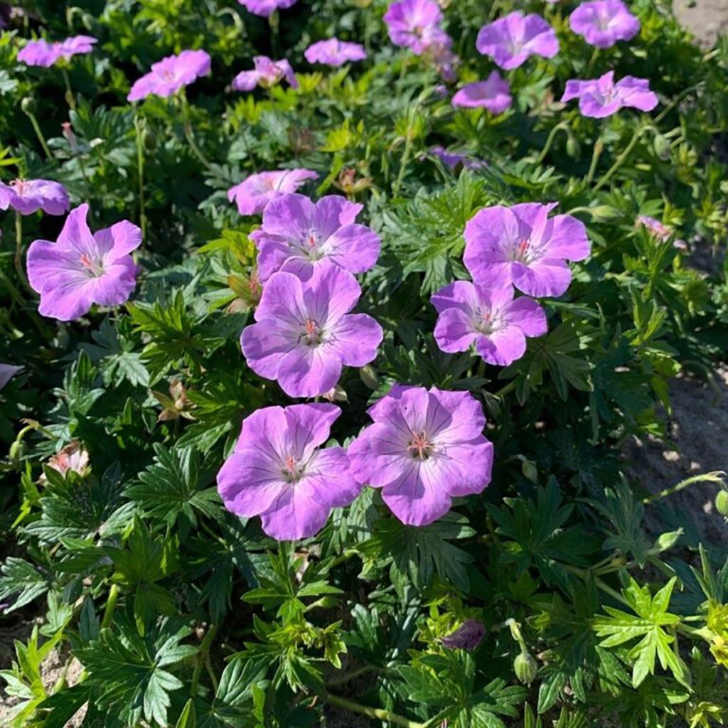 Géranium vivace sanguineum Frivolius Lilac