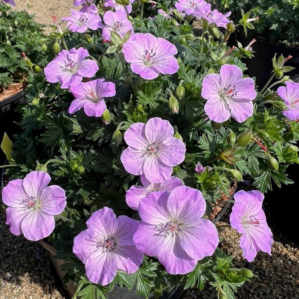 Géranium vivace sanguineum Frivolius Lilac