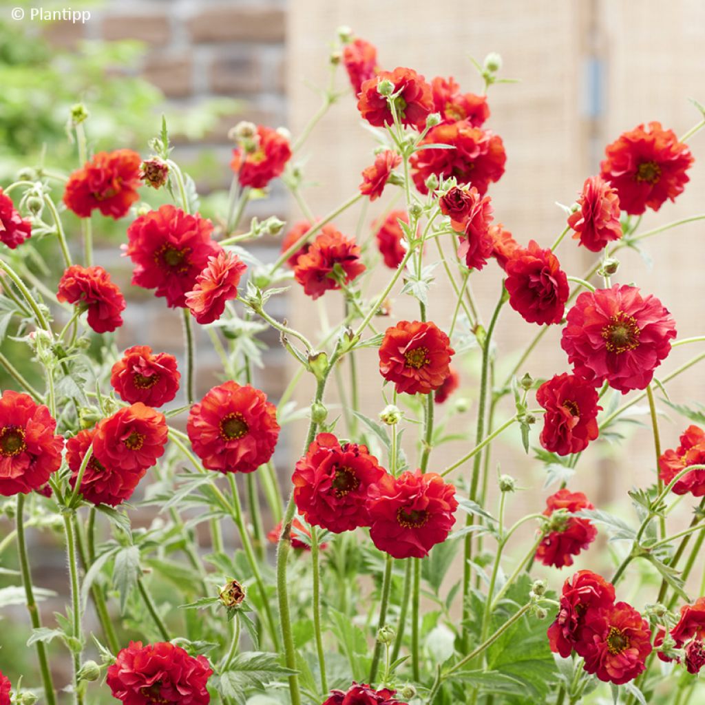 Geum Firestarter - Benoîte hybride