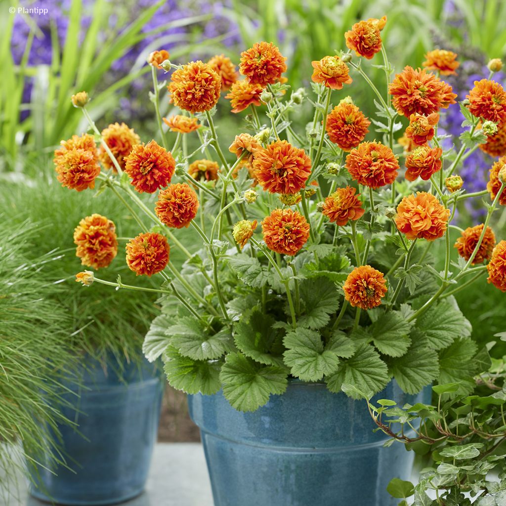 Geum Orange Pumpkin - Benoîte