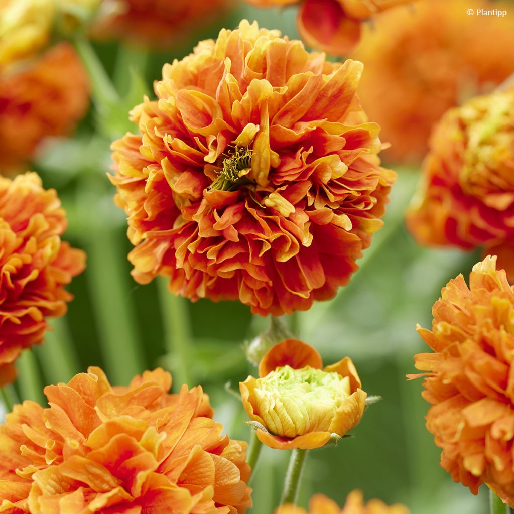 Geum Orange Pumpkin - Benoîte