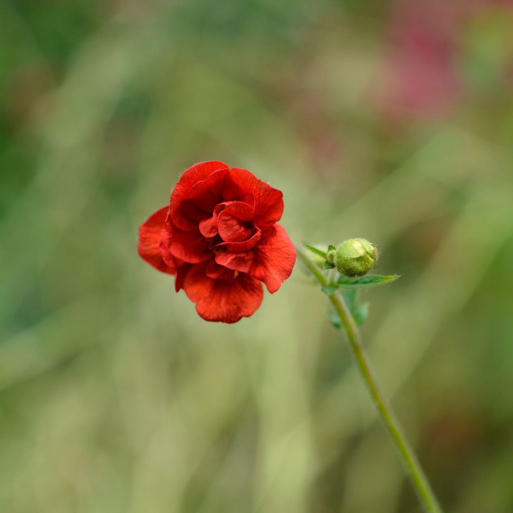 Geum chiloense Mrs Bradshaw - Benoîte rouge écarlate