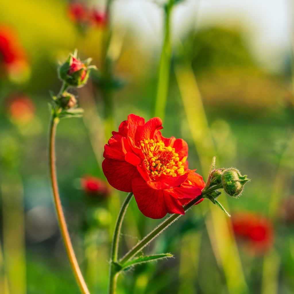 Graines de Geum Flore Pleno Blazing Sunset - Benoîte